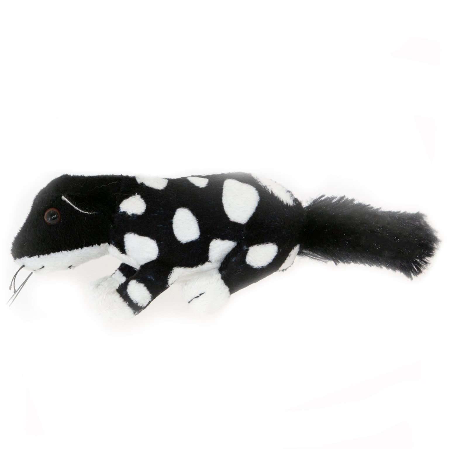 promotional-mini-black-quoll-black-eastern-quoll-bongo